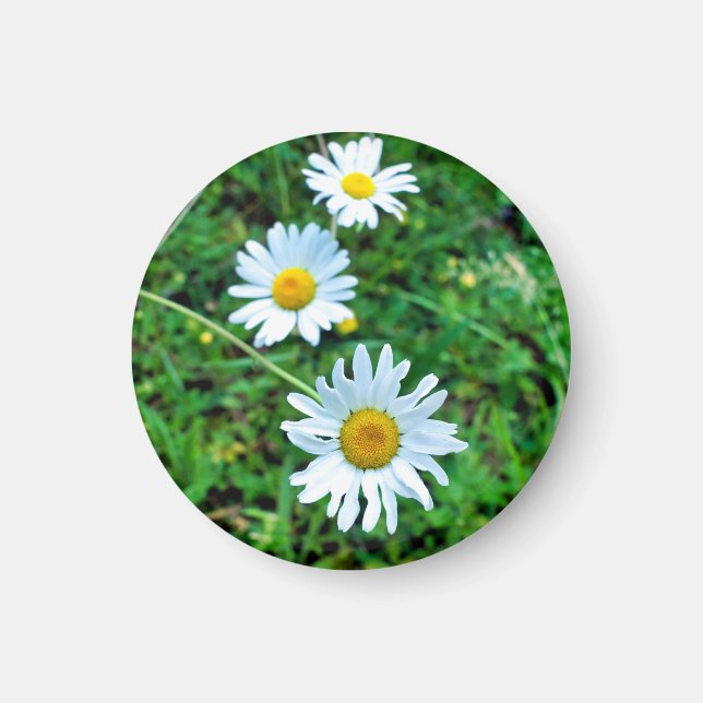 Íman Ox-Eye Daisies (Frente)