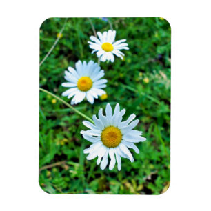 Íman Ox-Eye Daisies