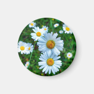 Íman Ox-Eye Daisies