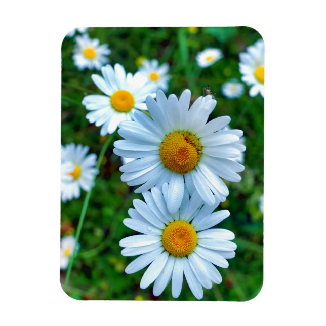 Íman Ox-Eye Daisies (Vertical)