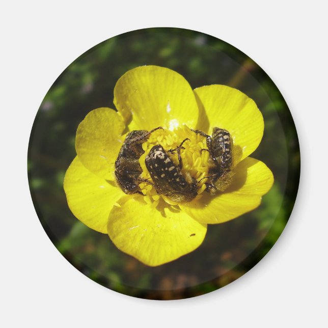 Íman Oxythyrea Funesta Beetles Magnet (Frente)