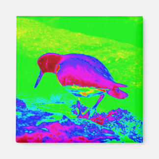 Íman Oyster Catcher