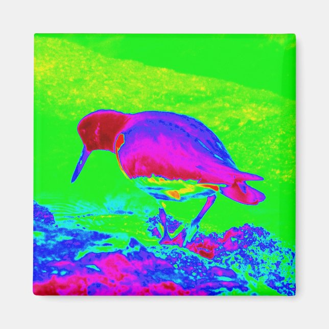 Íman Oyster Catcher (Frente)