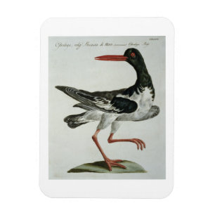 Íman Oyster Catcher, c.1767-76 (gravura manuscrita)
