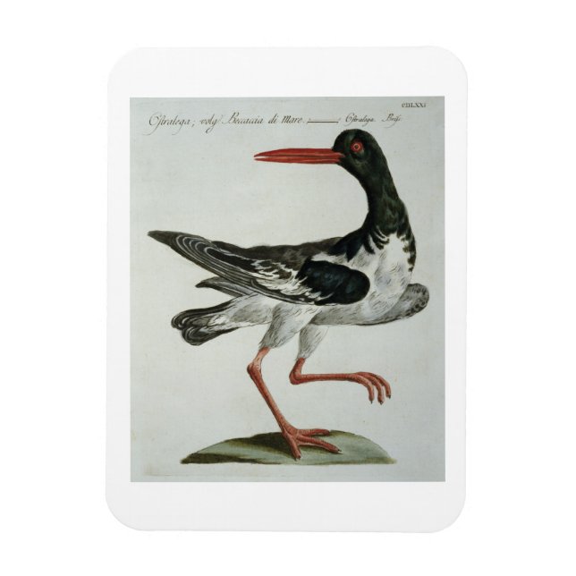 Íman Oyster Catcher, c.1767-76 (gravura manuscrita) (Vertical)