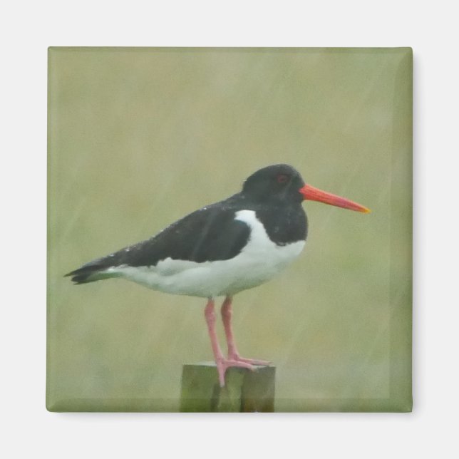 Íman Oystercatcher Magnet (Frente)