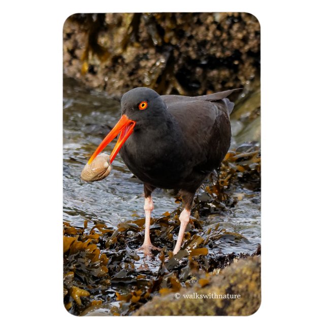 Íman Oystercatcher Negro impressionante com Clam (Vertical)