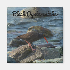 Íman Oystercatcher Preto