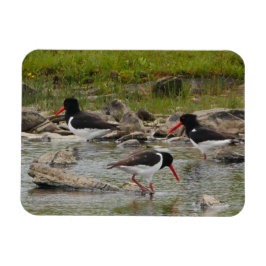 Íman Oystercatchers Magnet