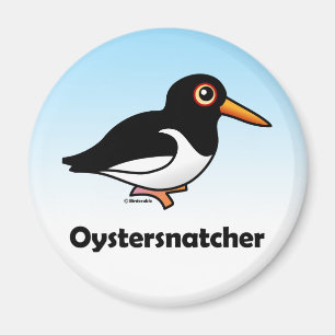 Íman Oystersnatcher