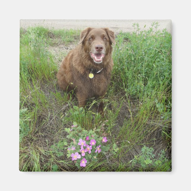 Íman P3 Flatlandersam por Rosas selvagens (Frente)