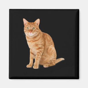 Íman Pá Laranja Gato Engraçado Gato Parody Gift Kit