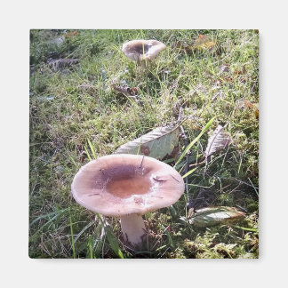 Íman Pacífico Noroeste Russula Mushroom