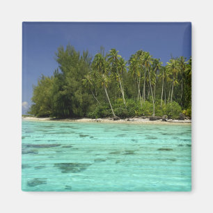 Íman Pacífico Sul, Polinésia Francesa, Moorea 2
