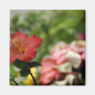 Íman Pacífico Sul, Polinésia Francesa, Sociedade 2