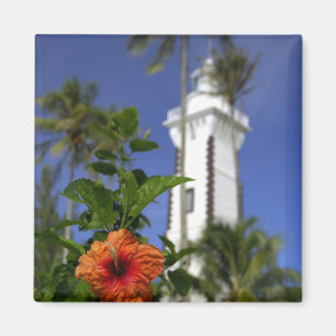 Íman Pacífico Sul, Polinésia Francesa, Taiti. Hibisco