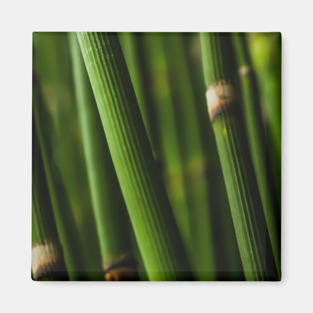 Íman Padrão de bambu (Frente)