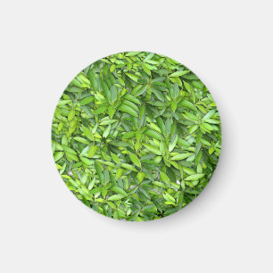 Íman Padrão de Folhas Verde Lush - Botânica da Natureza