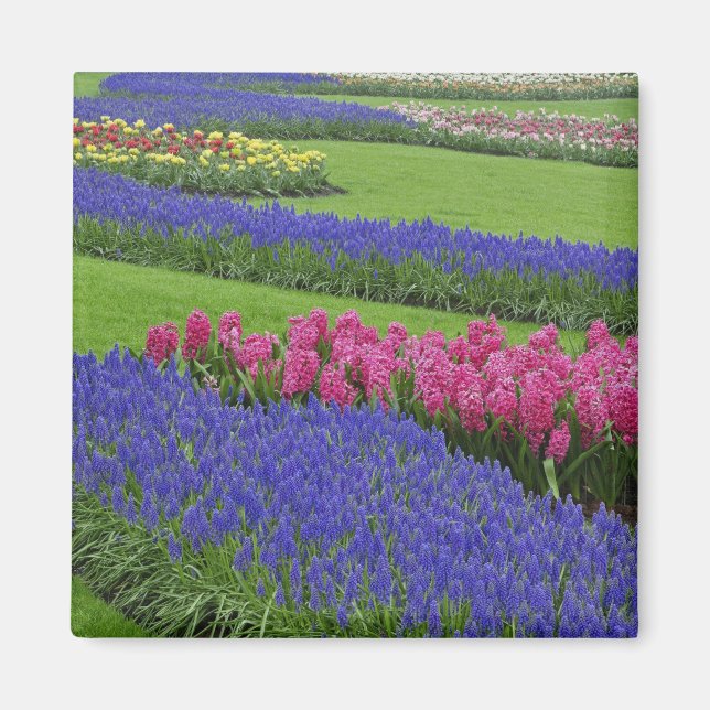 Íman Padrão de Jacinto de Uva, tulipas e (Frente)