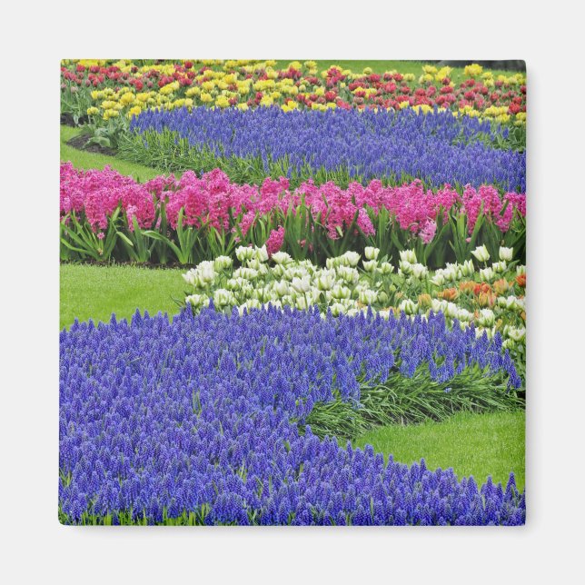 Íman Padrão de Jacinto de Uva, tulipas e 3 (Frente)