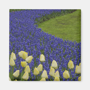 Íman Padrão de jardim de flores de Jacinto de Uva e 2