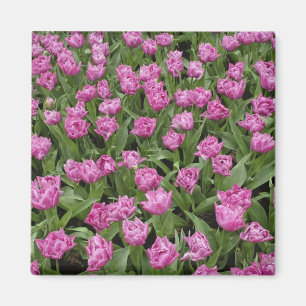 Íman Padrão de jardim de tulipas, Jardins Keukenhof,