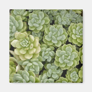 Íman padrão de planta de stonecrop