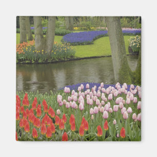Íman Padrão de tulipas e flores de hyacinth de uva,