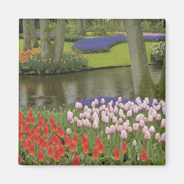 Íman Padrão de tulipas e flores de jacinto de uva, (Frente)