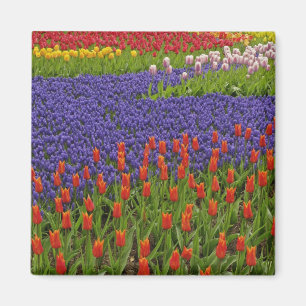 Íman Padrão de tulipas e flores de jacinto de uva, 2