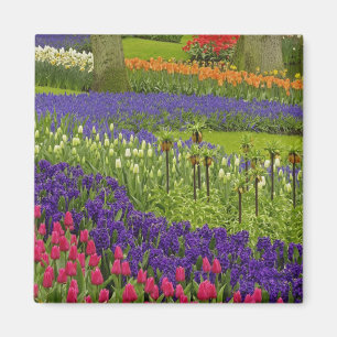 Íman Padrão de tulipas jacinto e jacinto-de-uva