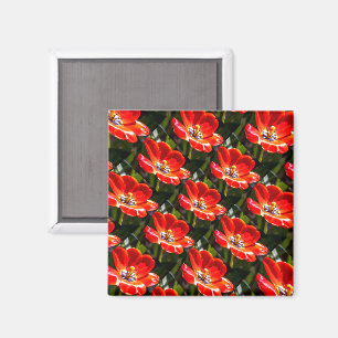 Íman Padrão de Tulipas Vermelhas