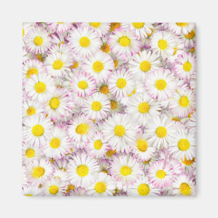 Íman Padrão Rosa Púrpura da Flor da Margarina