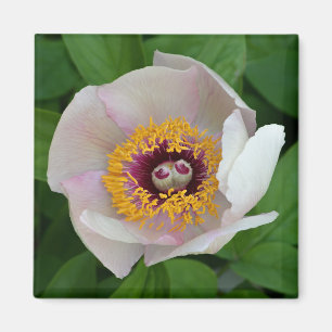 Íman Paeonia Flower Magnet