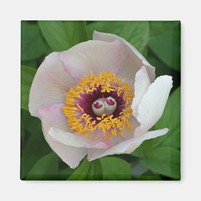 Íman Paeonia Flower Magnet (Frente)