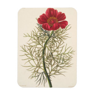 Íman Paeony com folhas fino