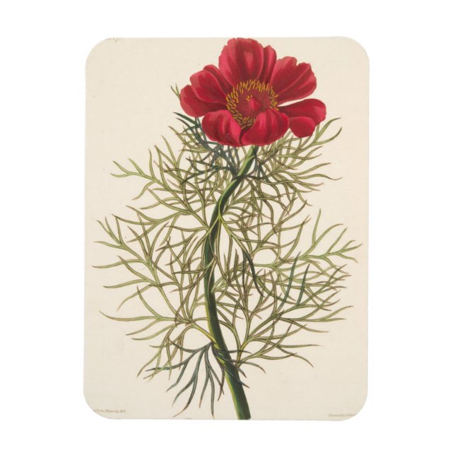 Íman Paeony Fino (Vertical)