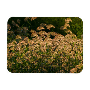 Íman Painço Selvagem (Panicum Sp.) Crescendo em Área Úm