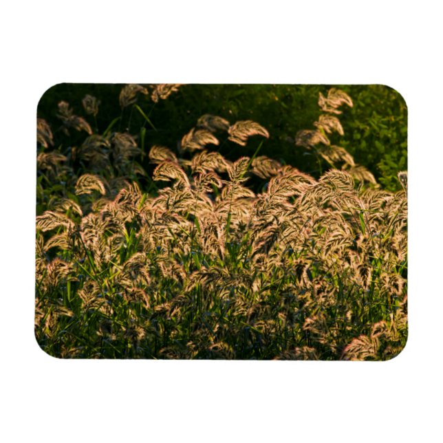 Íman Painço Selvagem (Panicum Sp.) Crescendo em Área Úm (Horizontal)