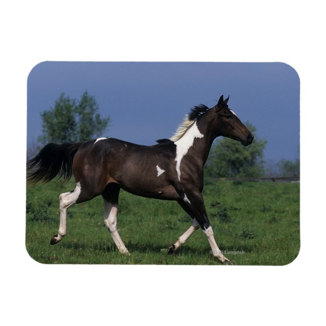 Íman Paint Horse Running 2 (Horizontal)