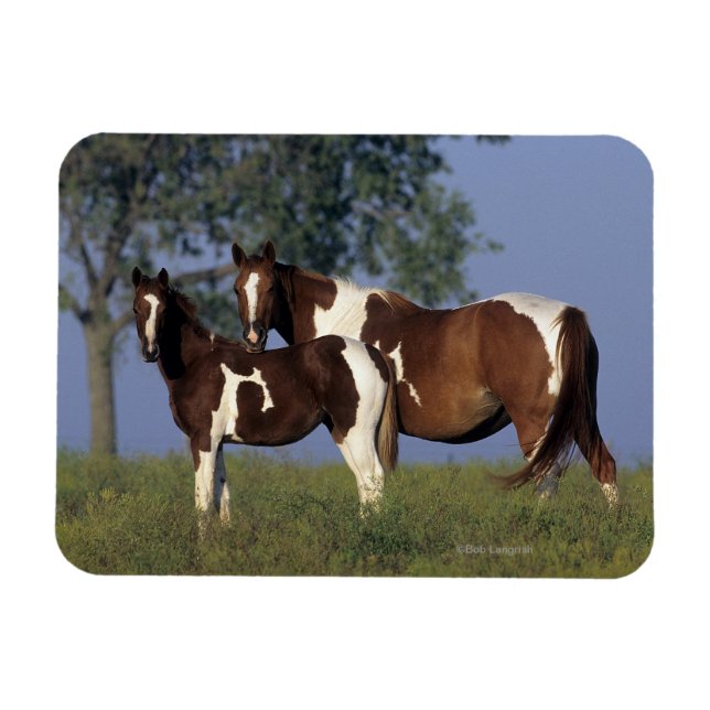 Íman Paint Mare & Foal (Horizontal)