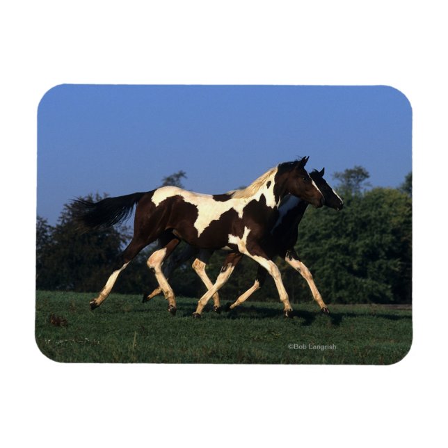 Íman Paint Yearlings Running (Horizontal)