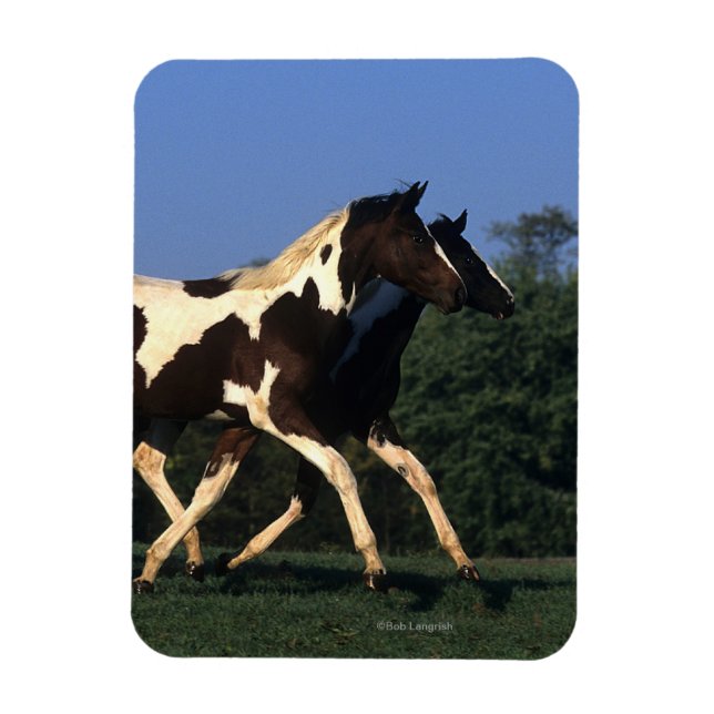 Íman Paint Yearlings Running (Vertical)