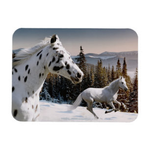 Íman País das maravilhas do inverno