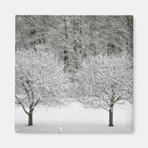 Íman Paisagem coberto de neve