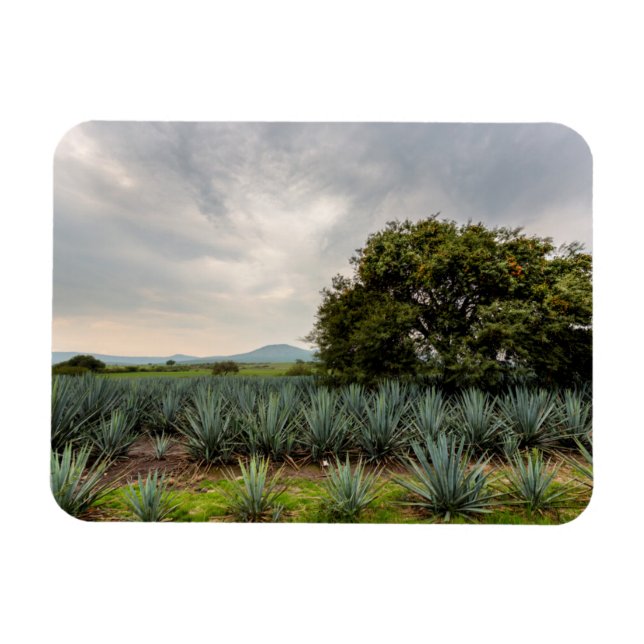 Íman Paisagem com Agave Azul (Horizontal)