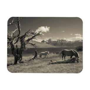 Íman Paisagem com cavalos