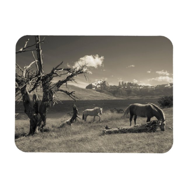 Íman Paisagem com cavalos (Horizontal)