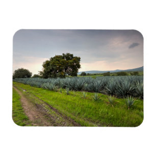 Íman Paisagem da agave azul