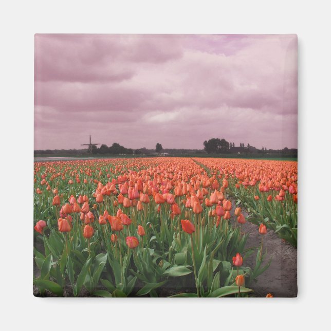 Íman Paisagem das Tulipas Vermelhas (Frente)